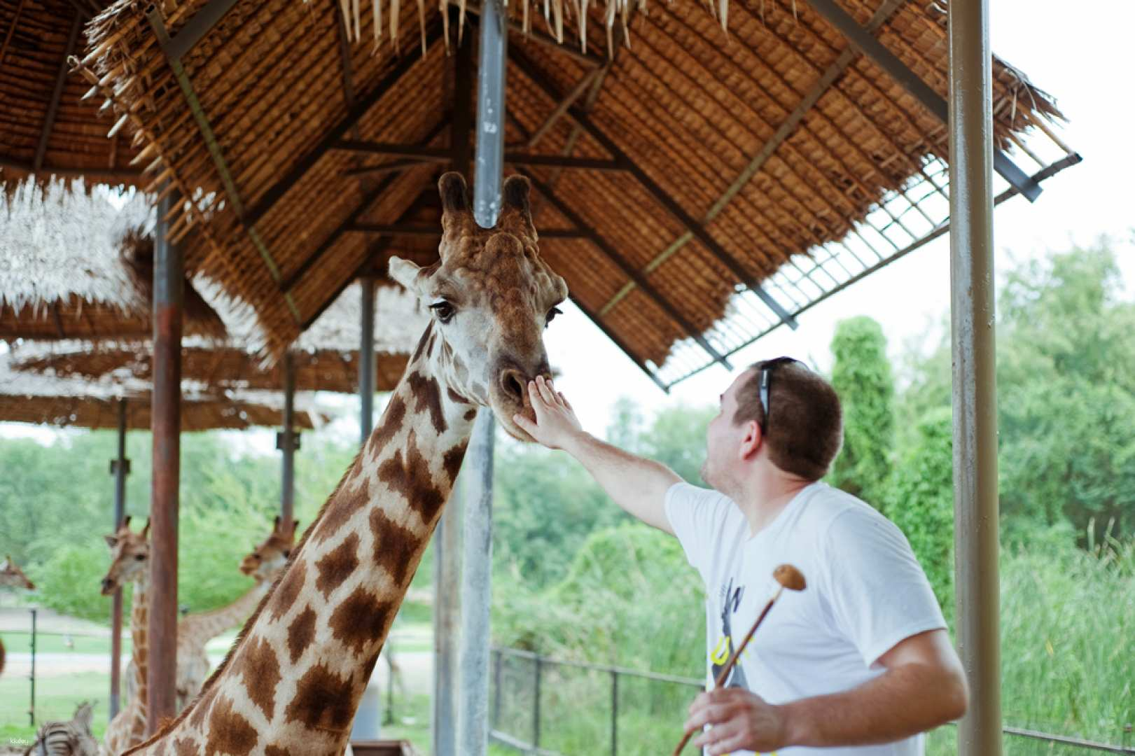 Interact with majestic wildlife at Safari World creating unforgettable memories while enjoying unique animal encounters followed by delightful visits to charming cafes and lively night markets.