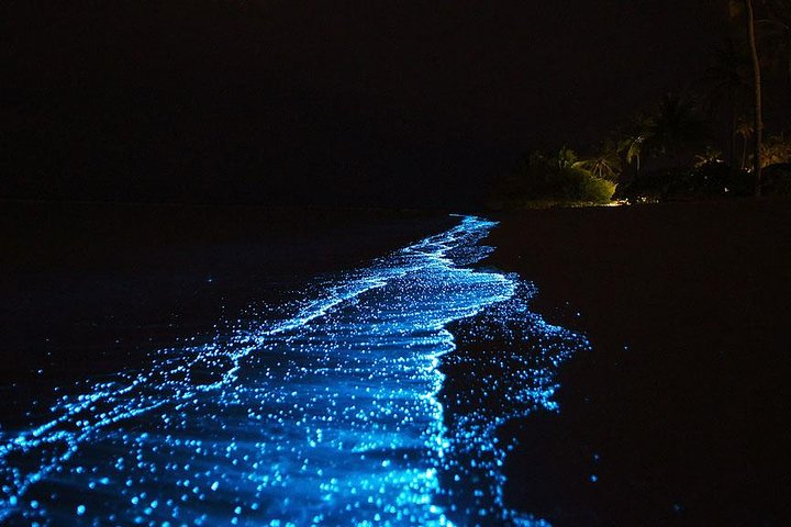 Bio Luminescent Swimming From Krabi - Photo 1 of 25