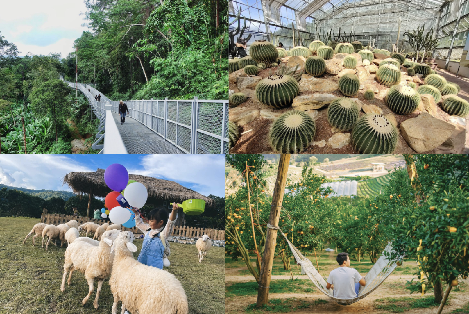 Botanic Garden & Sheep Farm: A Botanical Retreat with Maekee Sheep House and My Garden Orange Farm Day Tour | Thailand - Photo 1 of 10
