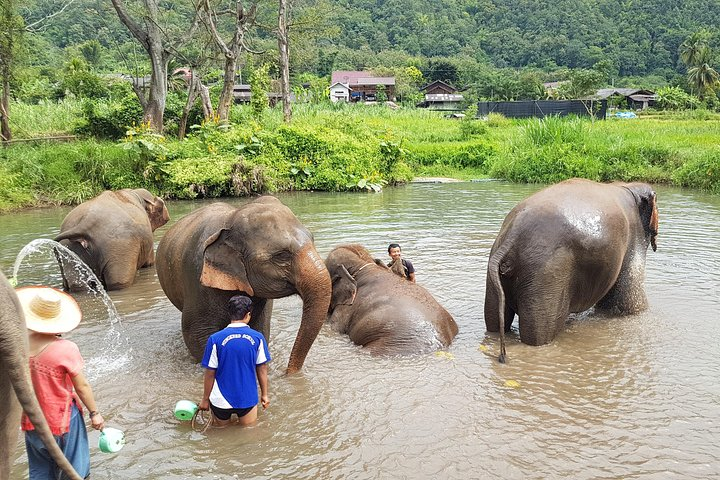 Chiang Mai Elephant Sanctuary and Temples Tour in Spanish - Photo 1 of 7