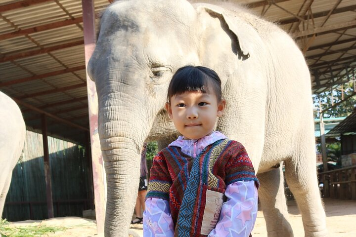 Chiang Mai Elephant Sanctuary Small Group Ethical Tour - Photo 1 of 15