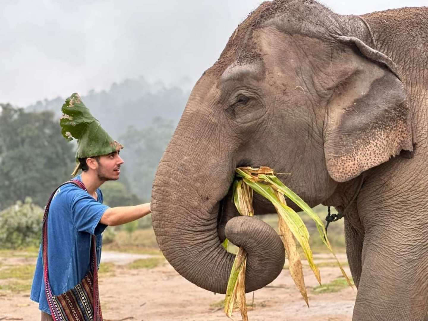 Engage with majestic elephants while experiencing Chiang Mai's eco-friendly lifestyle. Feed and connect with gentle giants in a stunning natural setting creating unforgettable memories in Thailand.