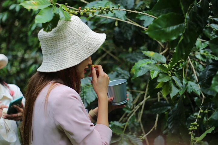 Immerse in the lush greenery while picking ripe coffee cherries. Savor the unique coffee flower tea and experience the joy of roasting and brewing your own coffee right on the farm.