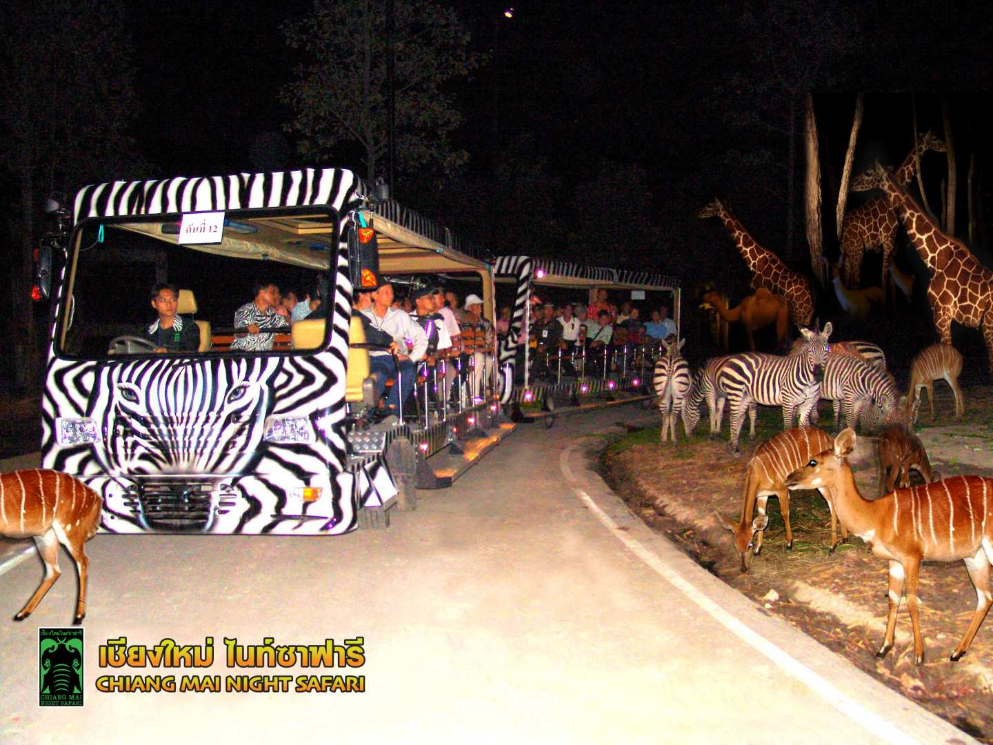 Chiang Mai Night Safari - Meet nocturnal animals on a tram - Japanese guide and transportation included - Photo 1 of 4