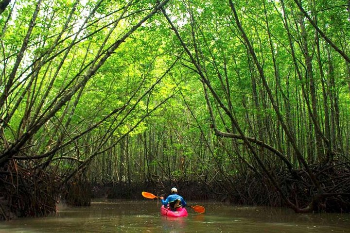 Paddle through serene mangroves and explore hidden canyons experiencing nature up close and personal. Witness wildlife in its natural habitat away from the crowds creating unforgettable memories.