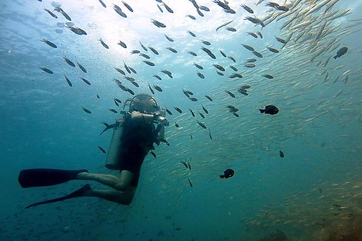 Diver watching baracudas