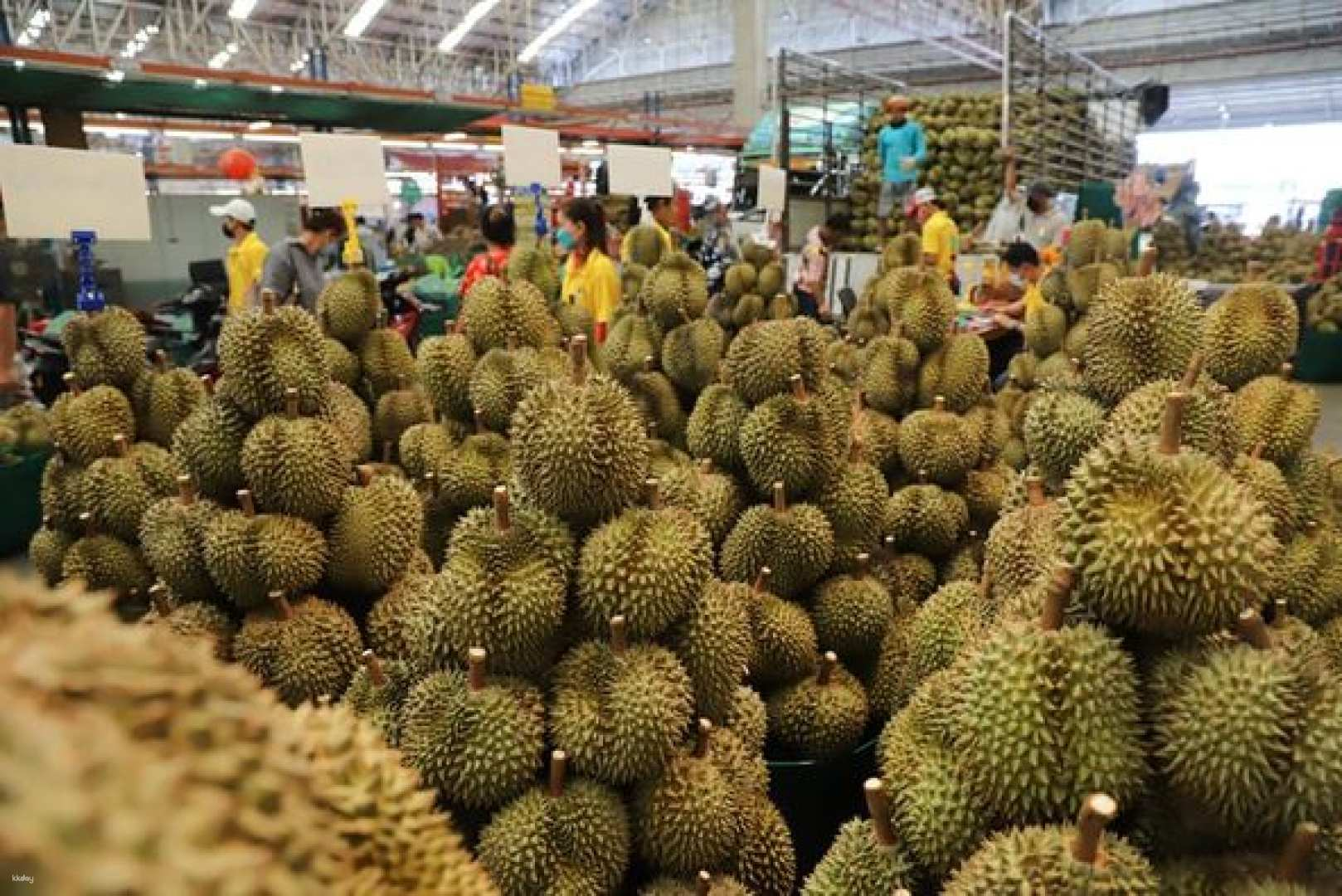 Durian & Fruit Eating Tour by Tuk Tuk at Muang Mai Fruit Market Chiang Mai | Thailand - Photo 1 of 10