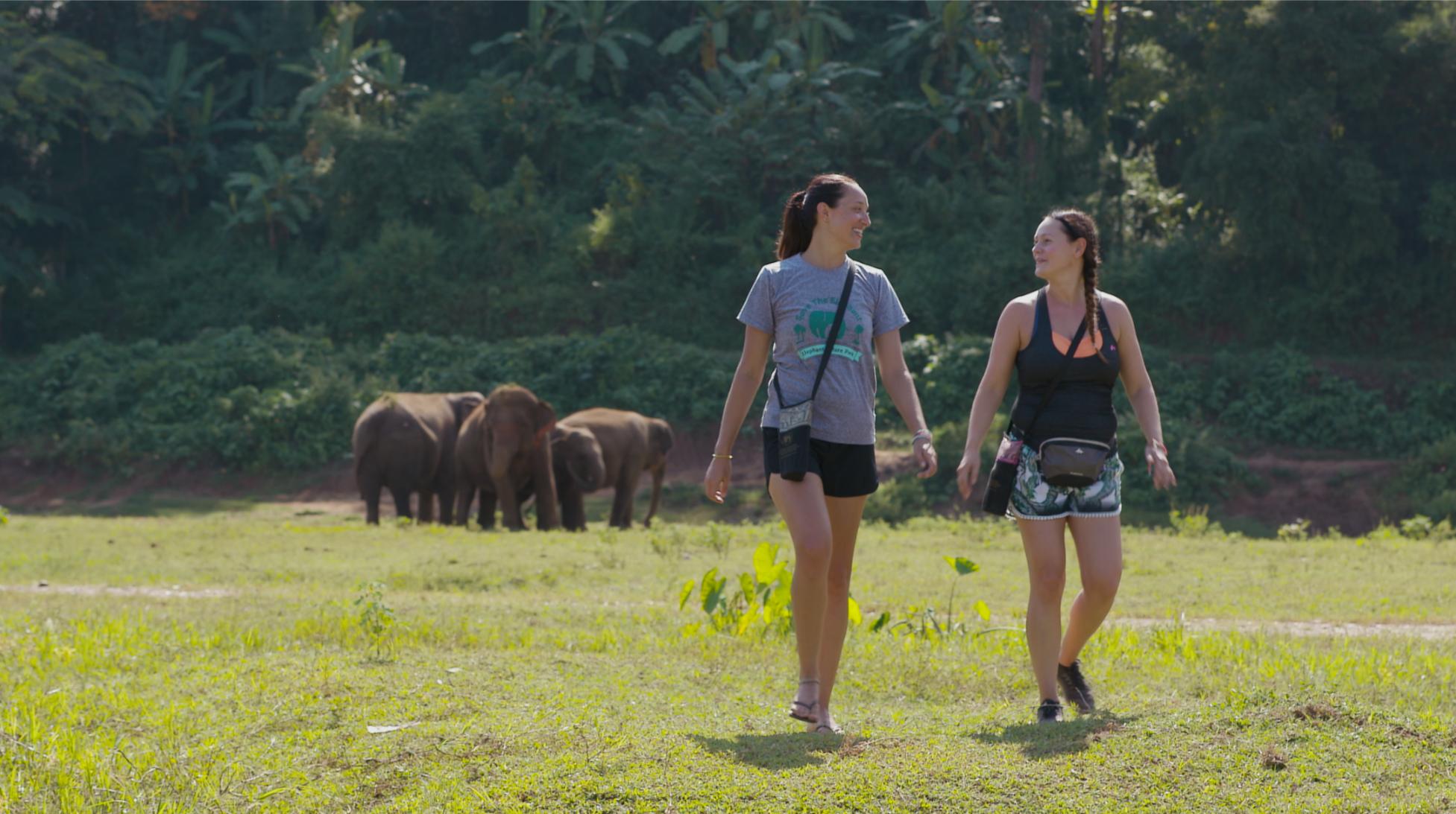 Experience the joy of walking alongside gentle giants in the lush hills of Chiang Mai learning the art of elephant care while creating unforgettable memories with these majestic beings.