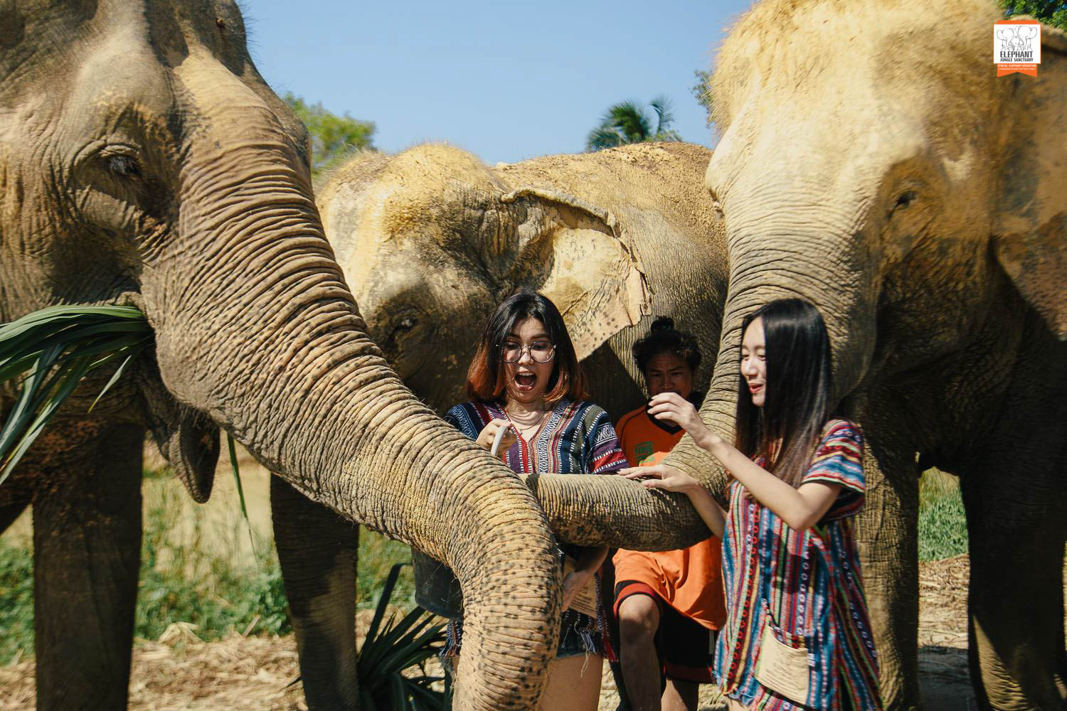 Engage directly with elephants while learning about their care and conservation at Elephant Jungle Sanctuary Pattaya enhancing your understanding of these gentle giants in a natural setting.