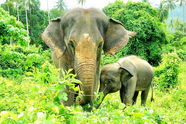 Observe elephants in their natural habitat engaging in playful activities while surrounded by lush greenery. Connect with these gentle giants and deepen your understanding of their natural behaviors.