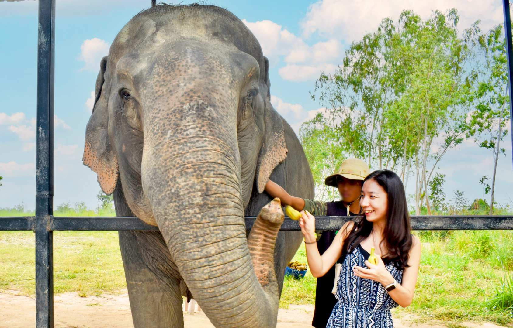 Elephant Sanctuary Escape: Bangkok and Pattaya Round-Trip Transfer | Thailand - Photo 1 of 7