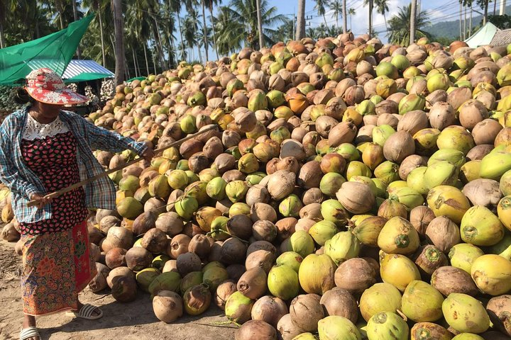 Explore the essence of Koh Samui with a visit to a local coconut farm where the beauty of nature meets authentic cultural experiences and fresh flavors enhancing your island adventure.