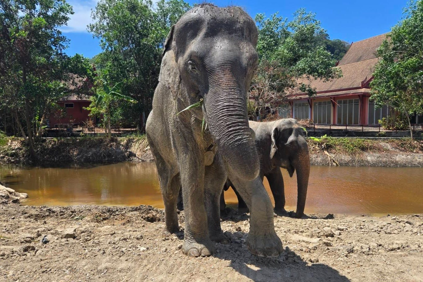 Freedom Elephant Reserve Phuket: Guided Tour + Roundtrip Transport - Photo 1 of 8