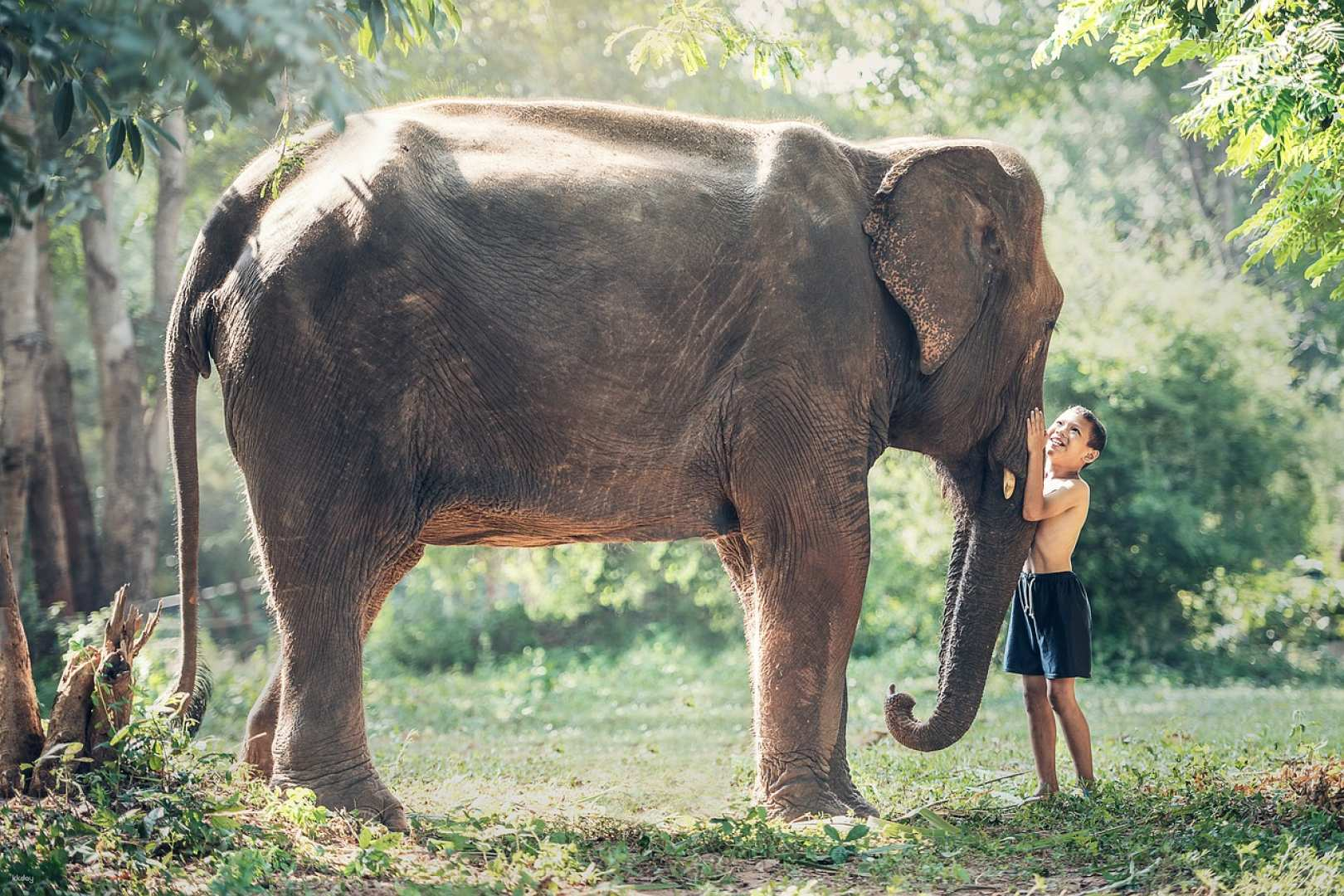 Experience the majestic bond between humans and elephants surrounded by lush greenery. Capture unforgettable moments while immersing in Thailand's unique wildlife and culture during this unforgettable adventure.