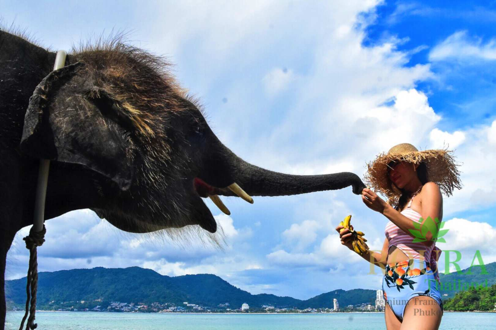 [From Phuket] Play with Elephants at Lucky Beach Day Sightseeing Tour Reservation with Hotel Pick-up/English Driver (Thailand) - Photo 1 of 4