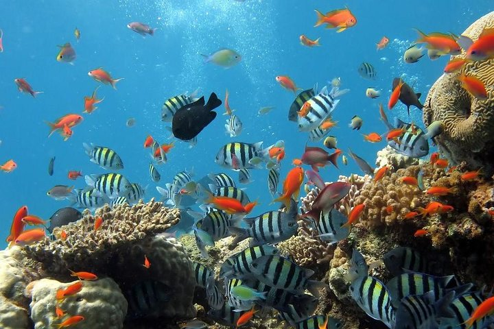 Diving in Koh Phi Phi