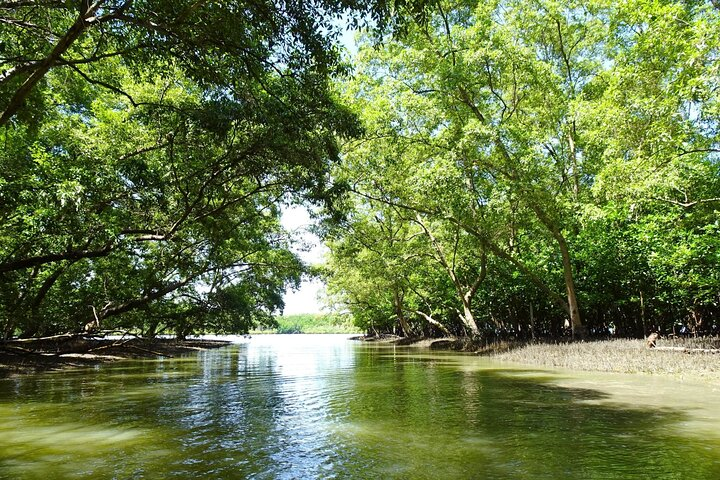 Explore serene waters framed by lush mangroves where wild monkeys greet your boat and the beauty of nature unfolds at every turn perfect for a relaxing escape.