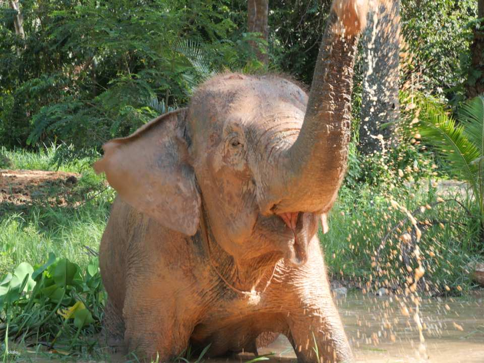 Half Day Elephant Observation with Meal by Krabi Roaming Elephant Sanctuary | Thailand - Photo 1 of 10