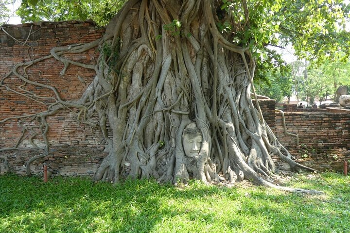 Experience the unique beauty of Ayutthaya where ancient trees embrace historical ruins inviting travelers to discover hidden stories and breathtaking sights on an unforgettable bicycle hike.