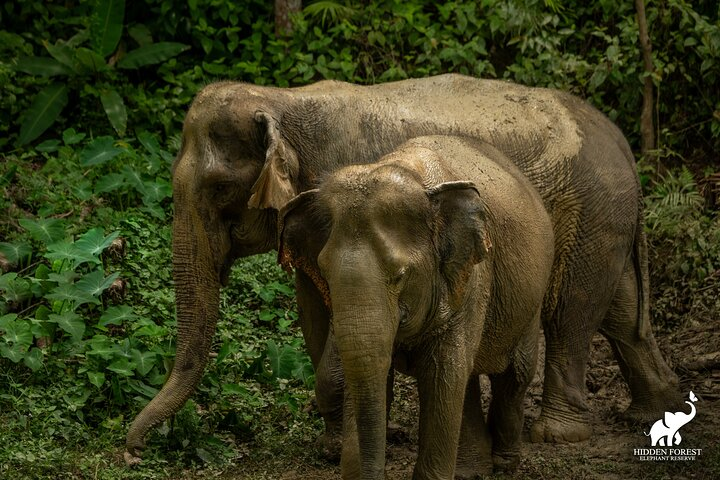 Phuket: Hidden Forest Elephant Reserve Guided Tour with Lunch - Photo 1 of 13