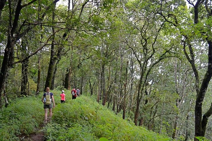 Lush forest trail