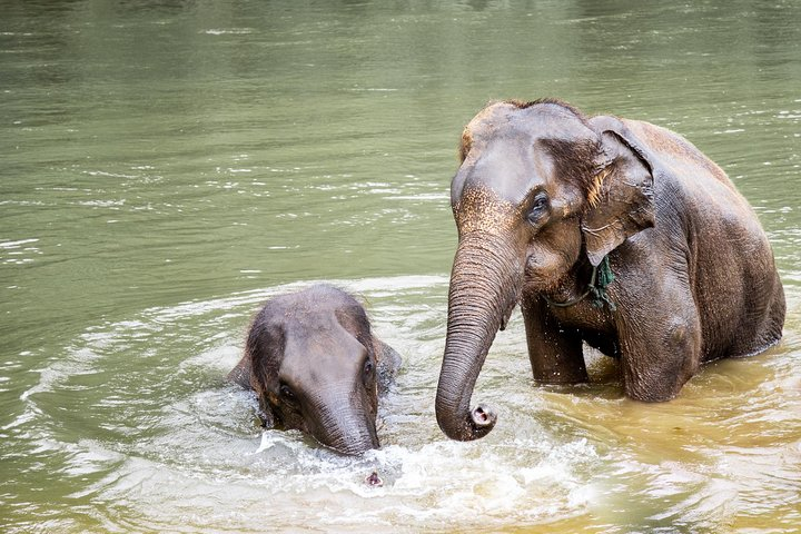 Experience the joy of observing rescued elephants playing in the serene waters surrounded by lush greenery and the soothing sounds of nature perfect for wildlife enthusiasts and animal lovers.