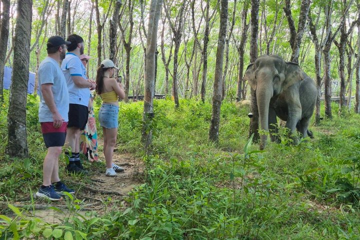 Khao Lak Ethical Elephant Sanctuary Full-Day Small Group Tour - Photo 1 of 25