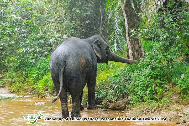 Khao Lak Elephant Sanctuary Visit and Mangrove Kayak Tour