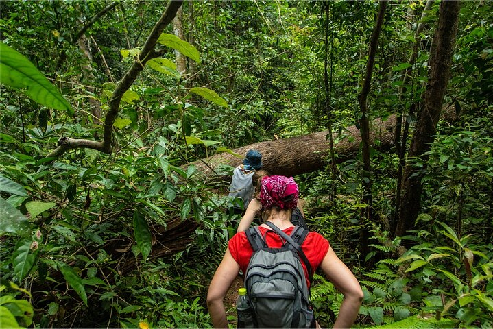 Experience the lush greenery of Khao Yai National Park where nature trails lead to hidden waterfalls diverse wildlife and unforgettable adventures waiting to be discovered.