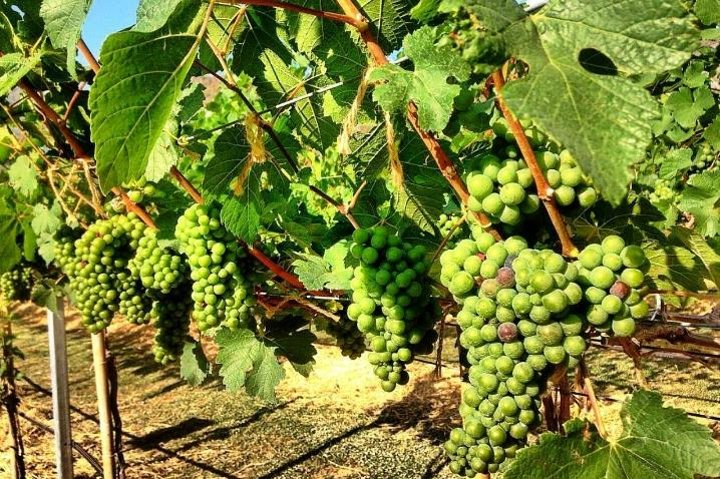 Explore lush vineyards with clusters of grapes ready for harvest inviting you to indulge in local wines and enjoy a day surrounded by nature's beauty near Khao Yai National Park.