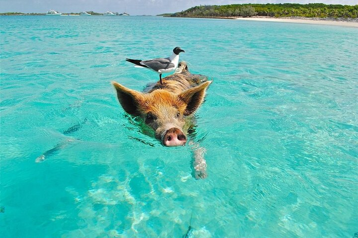 Swim alongside friendly pigs and watch them frolic in the crystal-clear waters of Koh Madsum. Experience the unique charm of Pig Island and its picturesque beach setting.