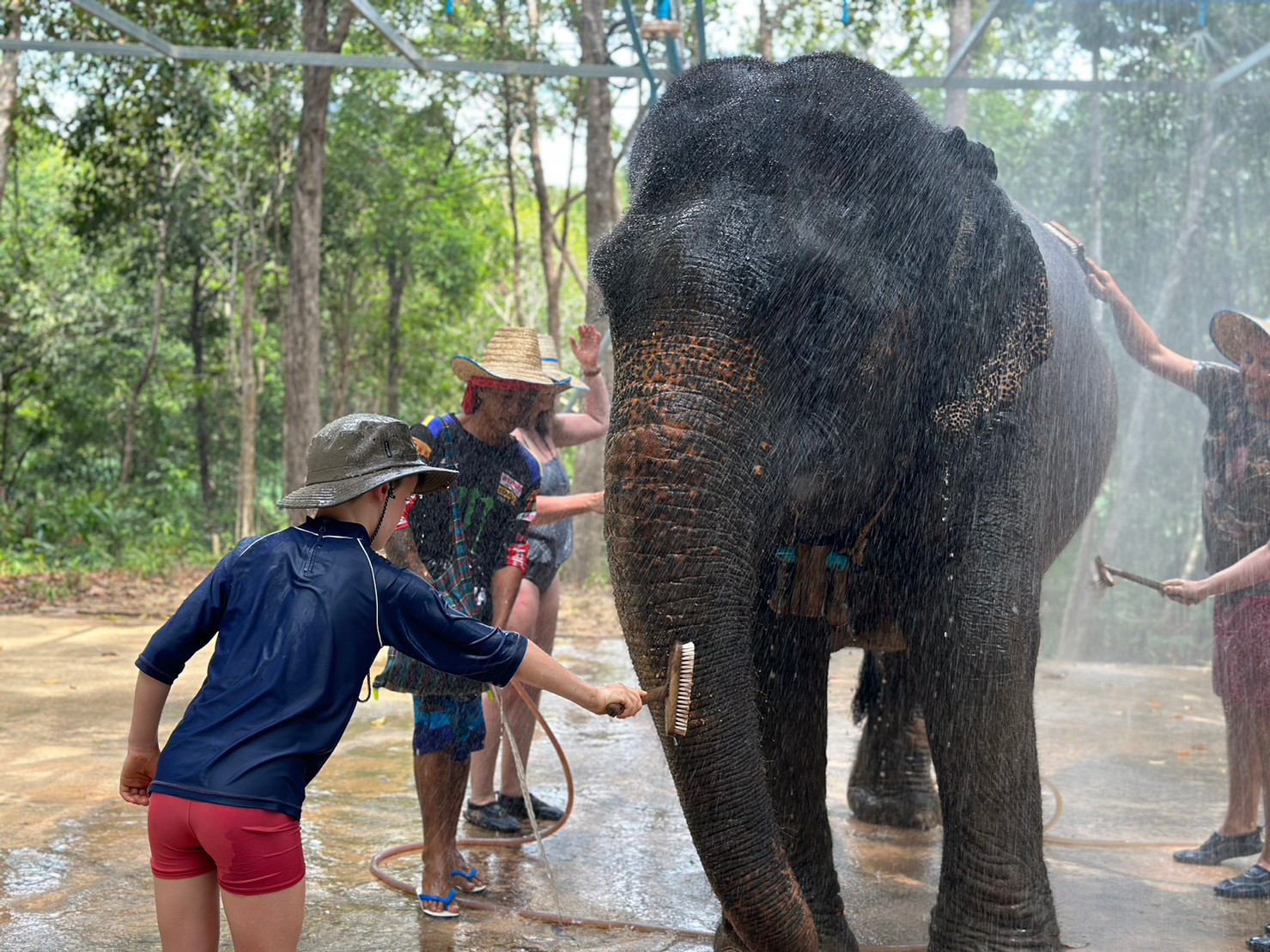 Splashing water and laughter fill the air as visitors bond with gentle giants enjoying the joy of connecting with these rescued elephants amidst lush greenery at Krabi Elephant Shelter.