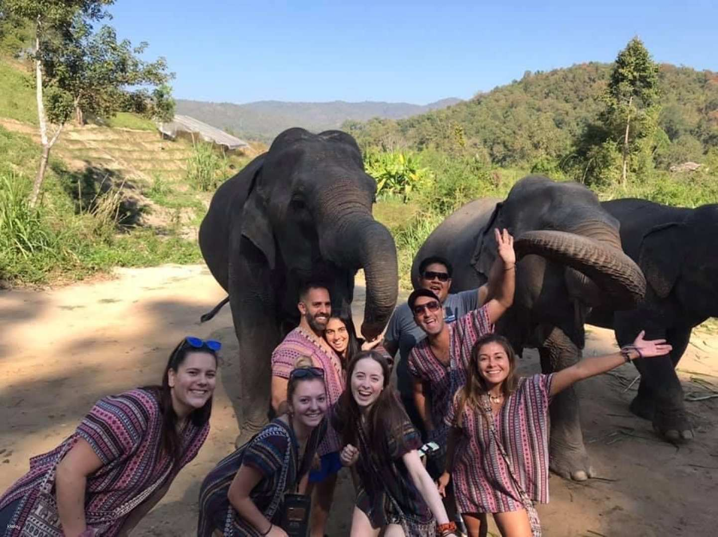 Experience close encounters with majestic elephants amidst lush landscapes creating unforgettable memories while connecting with nature and wildlife in Chiang Mai's serene surroundings.