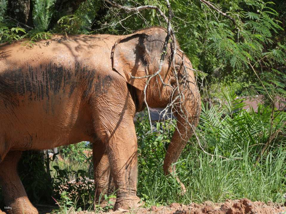 Mini Moments Elephant Observation by Krabi Roaming Elephant Sanctuary | Thailand - Photo 1 of 9