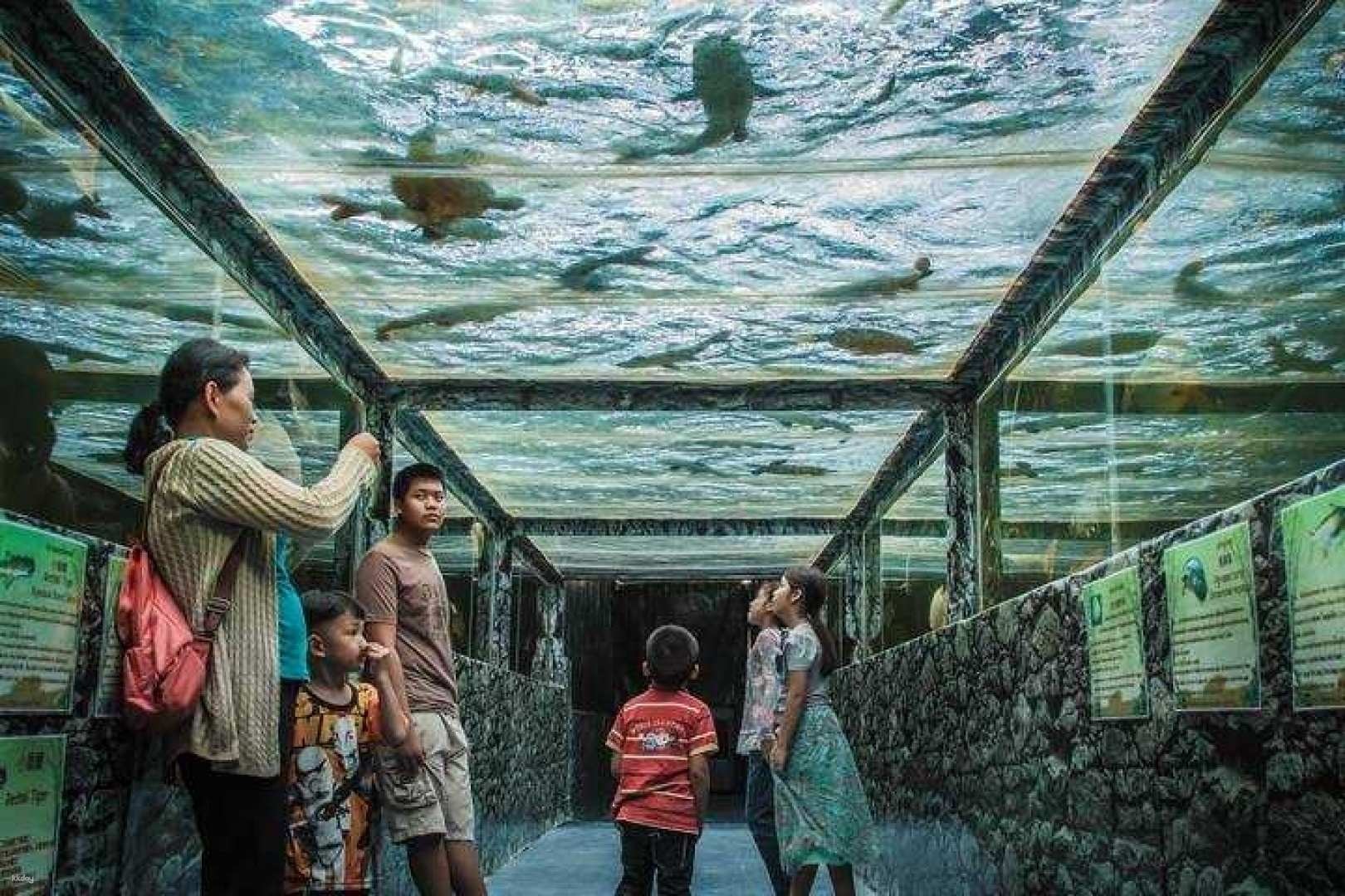 Discover the wonders of marine life as you stroll through an immersive underwater tunnel surrounded by exotic creatures that spark curiosity and excitement for all ages.