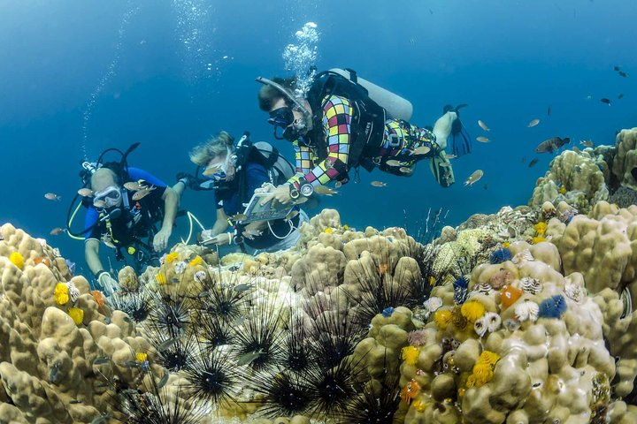 Pattaya Padi DSD (Beginner Diver) - Photo 1 of 4