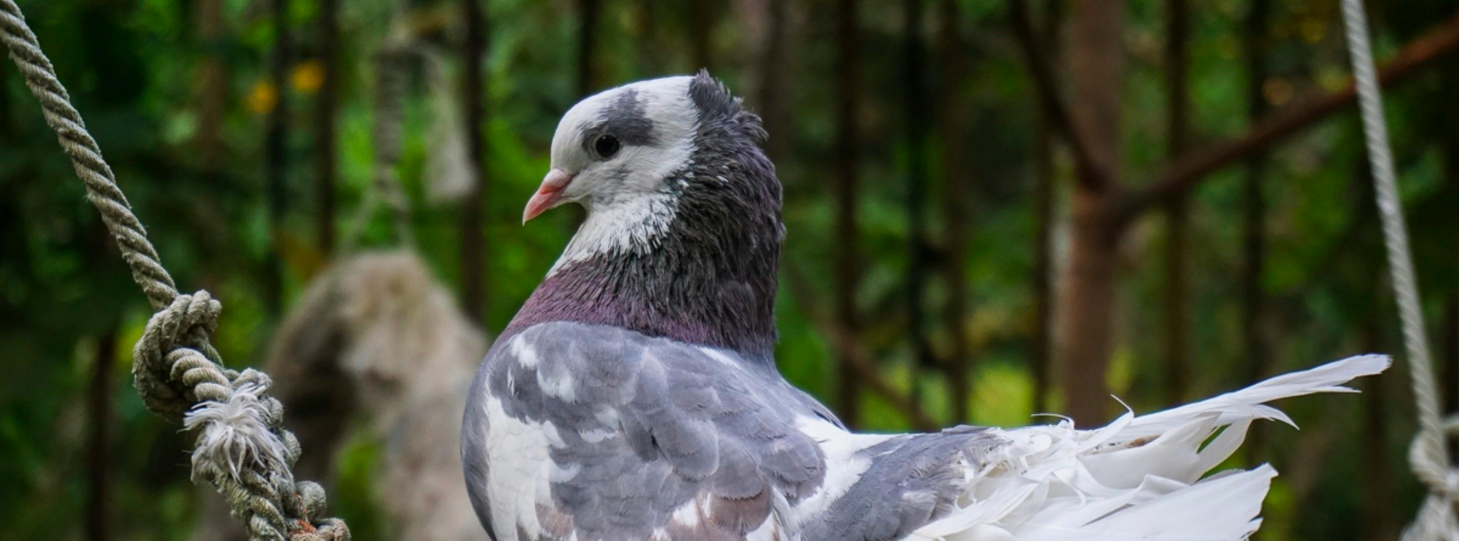 Phuket Bird Park: Admission Ticket - Photo 1 of 5