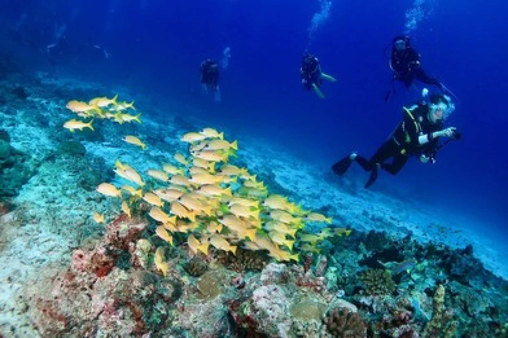 [Phuket Diving Day Trip] 3 Dives at King Cruiser, Shark Point & Koh Dok Mai by Big Boat - Photo 1 of 10