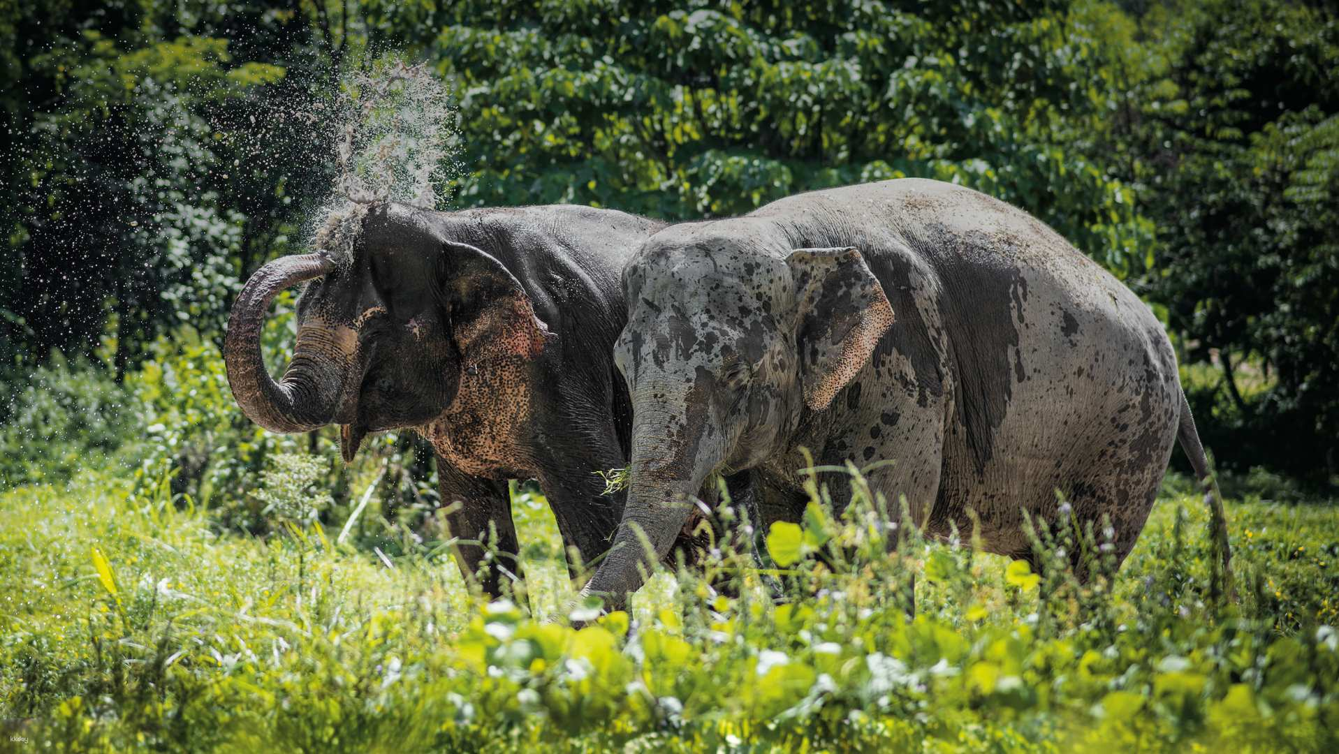 Phuket Elephant Sanctuary Experience: Canopy Walkway, Educational & Immersive Encounters | Thailand - Photo 1 of 10