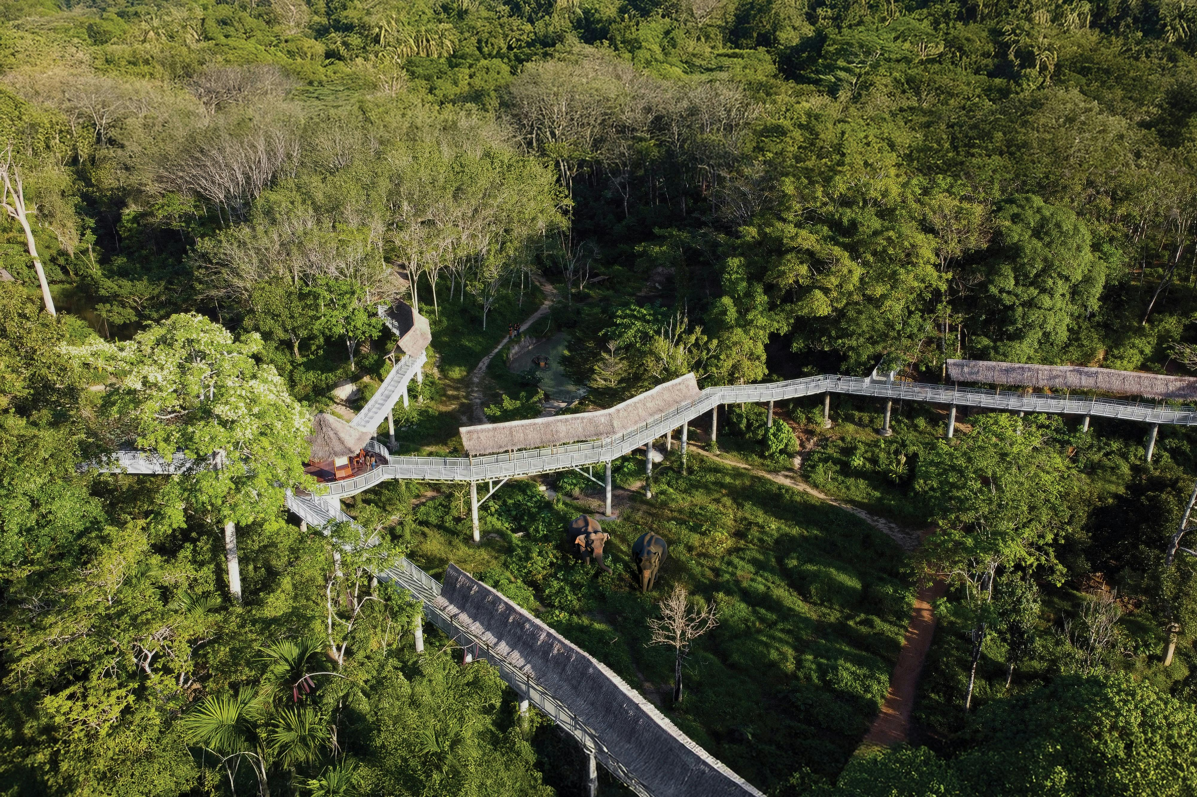 Phuket Elephant Sanctuary: Guided Canopy Walkway Tour + Unlimited Snacks - Photo 1 of 8