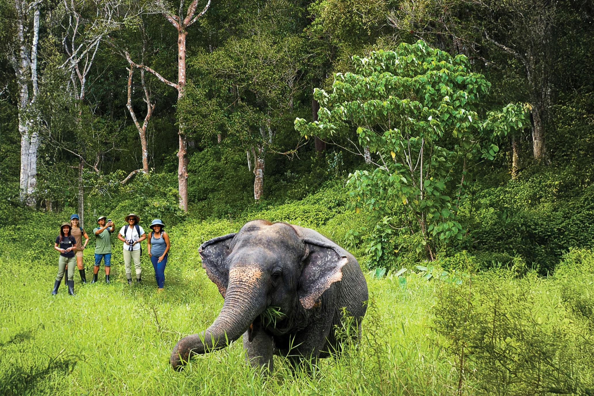 Phuket Elephant Sanctuary: Half-Day Program with Vegetarian Meal - Photo 1 of 7