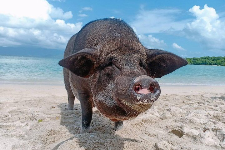 Discover the charm of Koh Samui’s Pig Island with friendly pigs on the beach beautiful sea views and adventures in snorkeling and kayaking at stunning nearby islands.