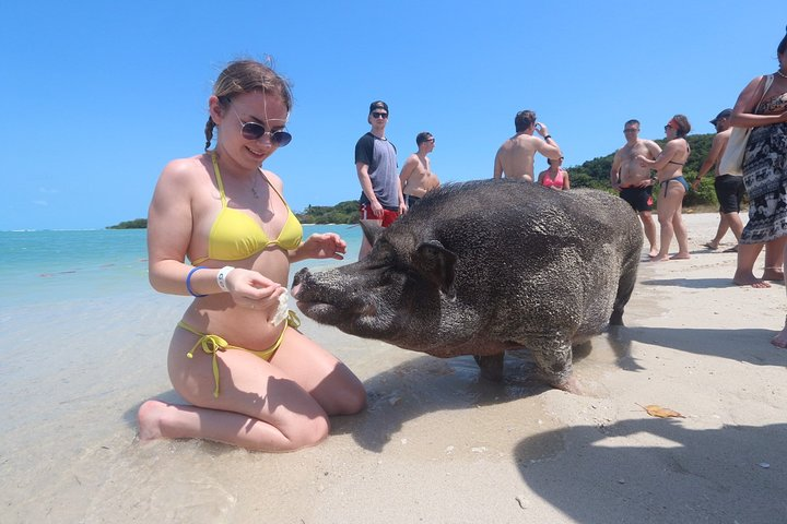 Relax on a sandy beach while interacting with friendly pigs enjoying the sunshine and serene waters of Pig Island a unique destination for memorable experiences with nature.