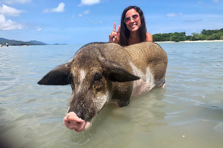 Experience unique interactions at Pigs Island where swimming with friendly pigs adds to the fun while clear waters and sandy beaches create perfect relaxation spots for all ages.