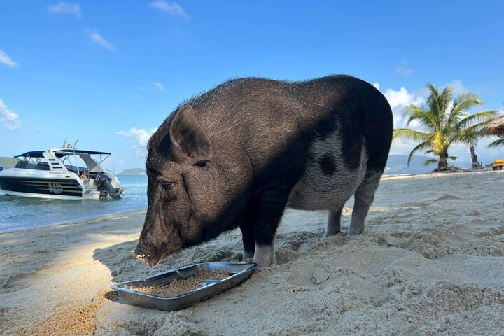 Experience sun-soaked shores and the unique charm of friendly pigs on Pig Island where relaxation swimming and snorkeling create unforgettable memories amidst stunning natural beauty.