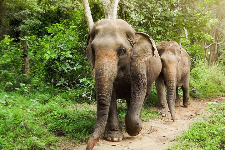Experience the charm of Kanchanaburi as you interact with rescued elephants amidst lush greenery blending wildlife encounters with cultural exploration for an unforgettable day of discovery.