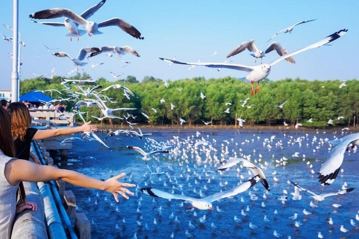 Witness the spectacle of seagulls in flight as visitors interact with nature and enjoy the scenic views along the water's edge—a perfect blend of local charm and serene beauty.