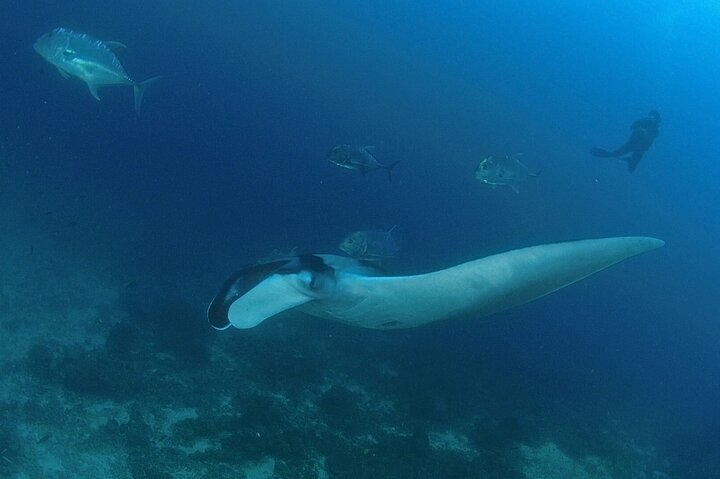 SCUBA Diving tour Racha and Coral islands full day tour  - Photo 1 of 17