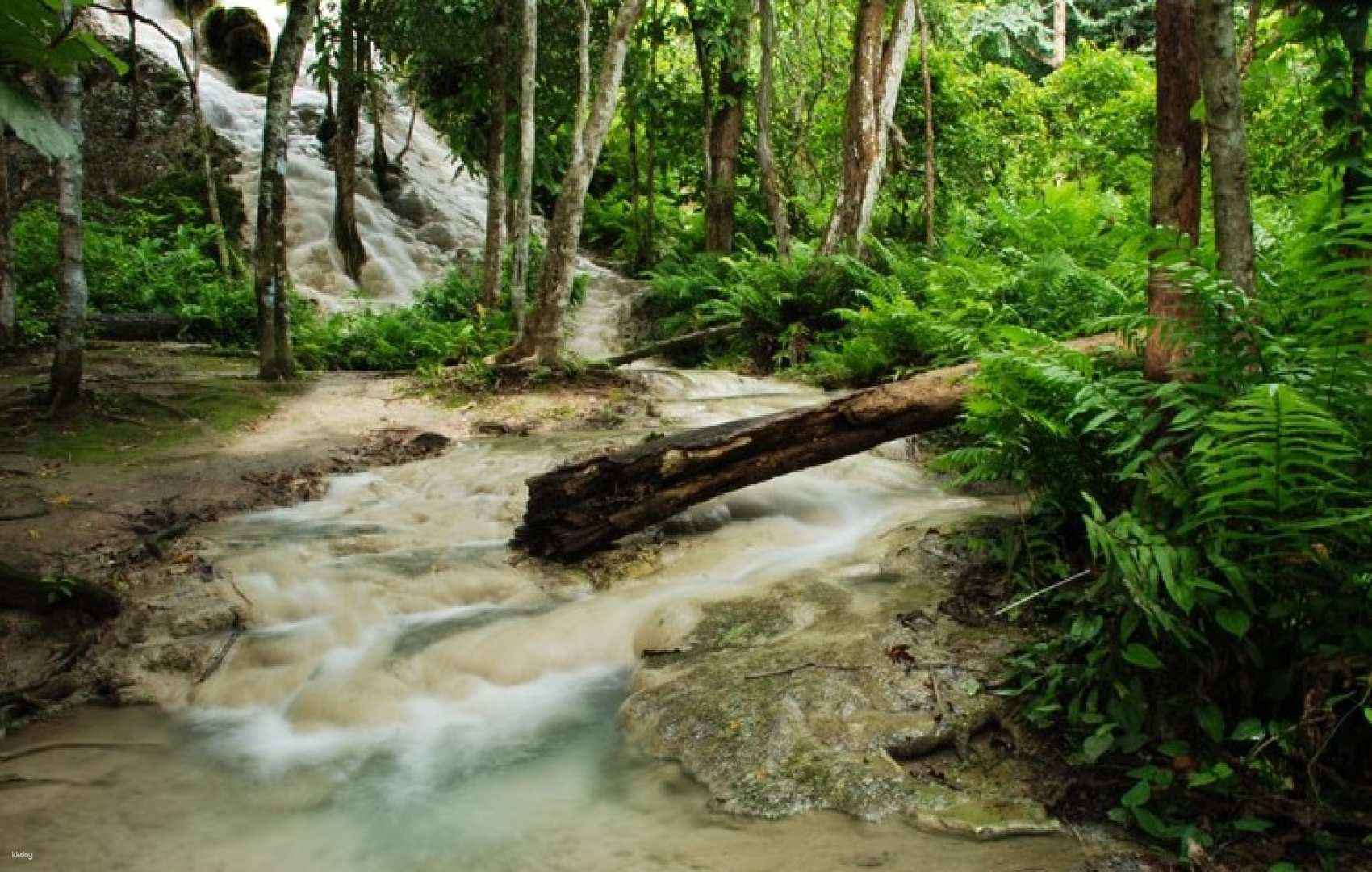 Explore the unique landscape of Chiang Mai's Sticky Waterfalls where you can climb limestone tiers and connect with nature amidst lush greenery and serene water flows.