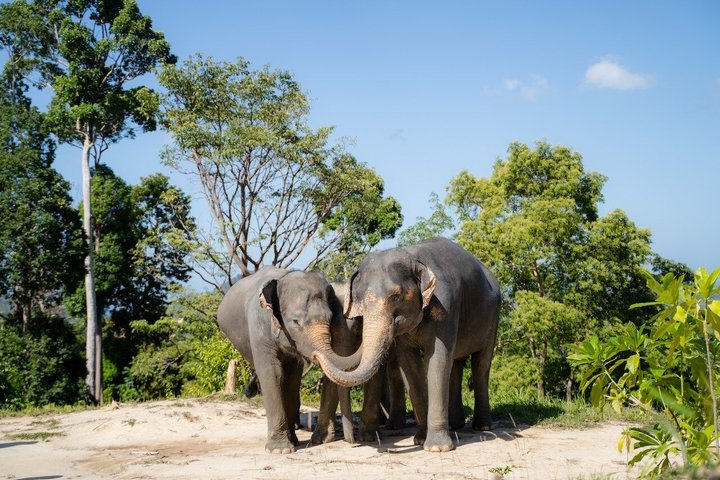 Guide Tour to Patong Hilltribe Ethical Elephant Village - Photo 1 of 8